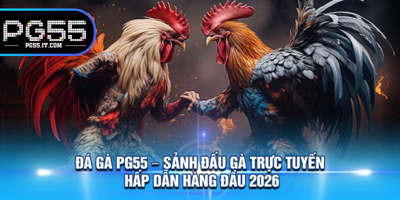 Đá Gà PG55 – Sảnh Đấu Gà Trực Tuyến Hấp Dẫn Hàng Đầu 2026