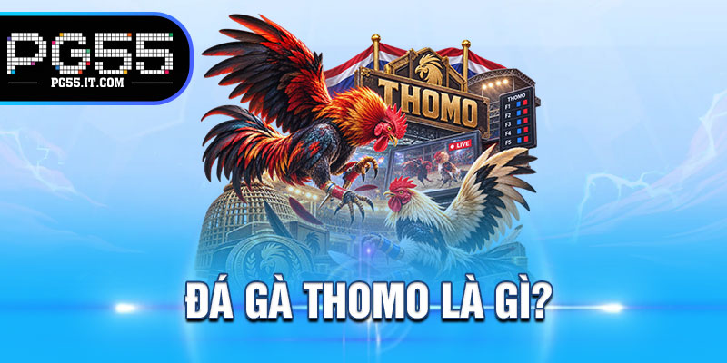 Đá gà Thomo là gì?